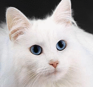 KATTE.の画像