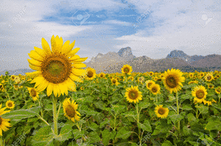 SUNFLOWER'S GARDENの画像