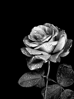 SILVER-ROSEの画像