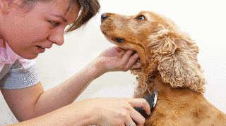 DOG HAIR DRESSERSの画像