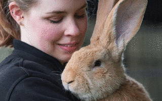 RABBITの画像