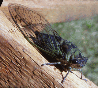 CICADASの画像