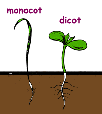 DICOTの画像