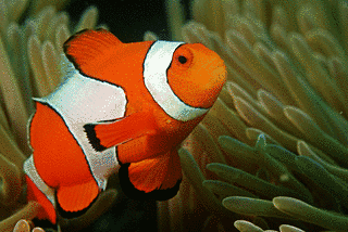CLOWNFISHの画像