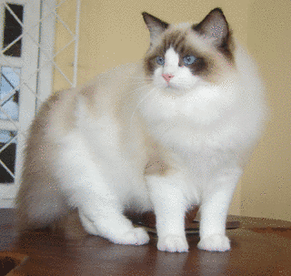 RAGDOLLの画像