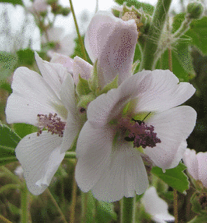 MARSH-MALLOWの画像