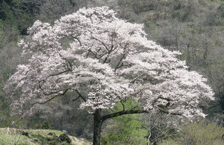 深山の桜の画像