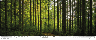 FORESTAの画像