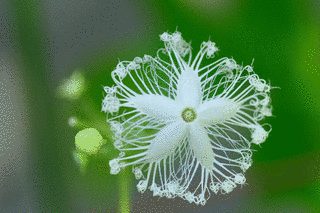 夏の花の画像