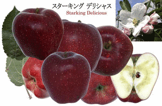 スターキングの画像