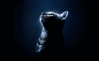 暗闇の中の猫の画像