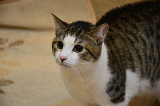 大猫の画像
