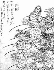 野槌の画像