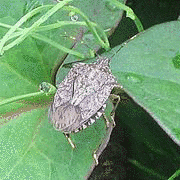 平四郎虫の画像