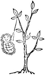 常元虫の画像