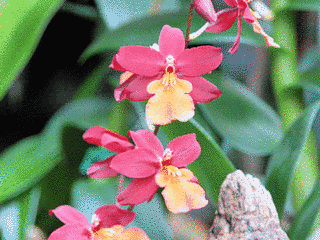 花園朱美の画像