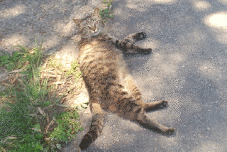 のらのねこの画像