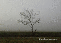 安森信の画像