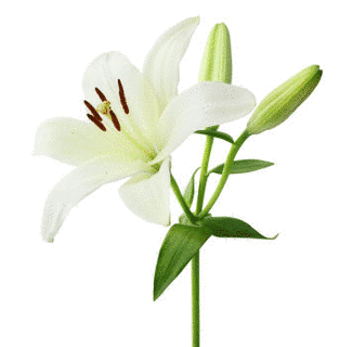 LILY.の画像