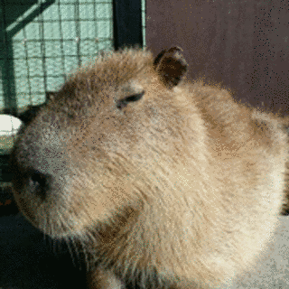 戸越まごめの画像