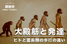 大殿筋と発達【ヒトと霊長類の歩行の違い】