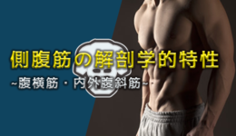 側腹筋の解剖学的特性 ~腹横筋・内外腹斜筋~ |文京学院大学 教授 山﨑敦先生