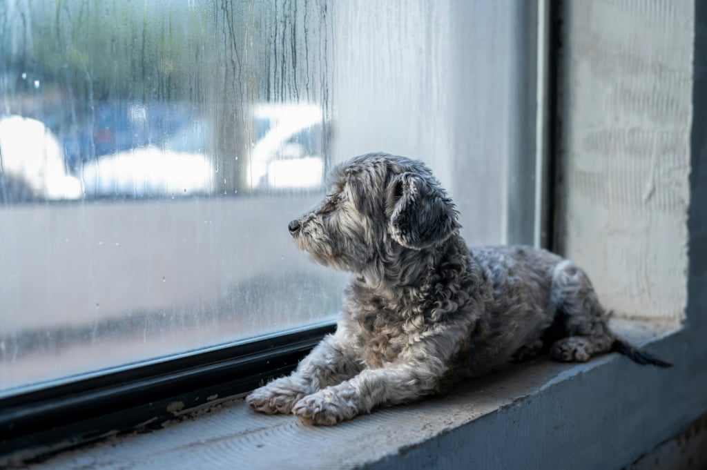 A small, grey dog with curly fur lies on a windowsill, looking out a window covered in condensation. The window frame is grey concrete, and the light outside appears to be diffused.