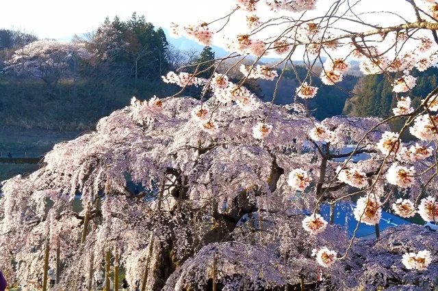 エリア画像