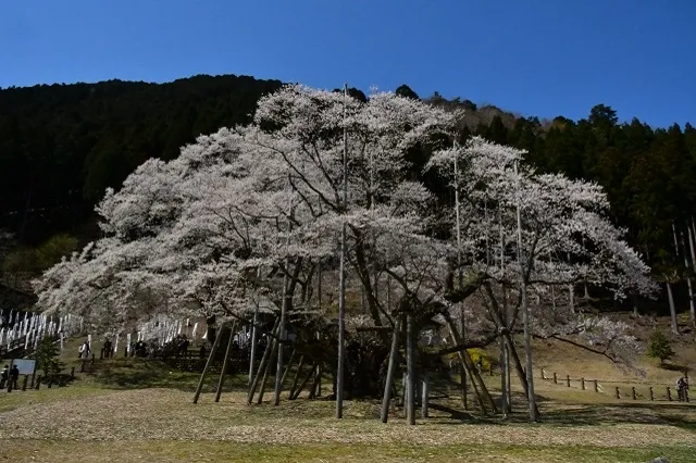 エリア画像