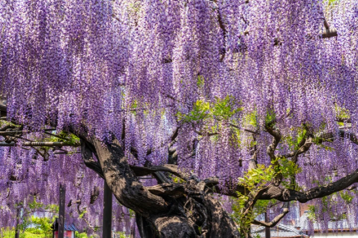 エリア画像
