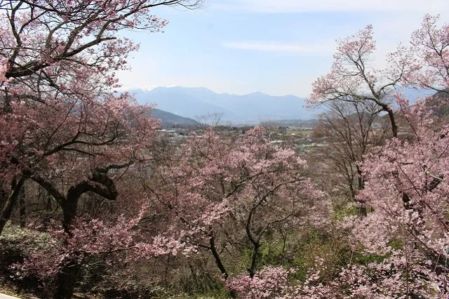 エリア画像