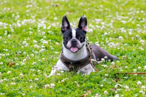 シロツメ草に囲まれたボストンテリアの写真