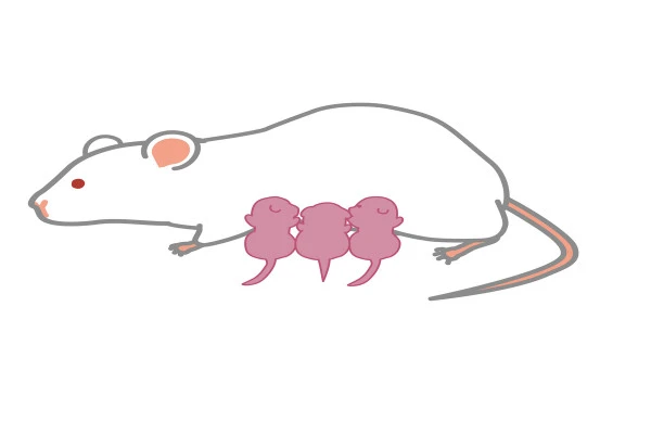 子育てをしているネズミ