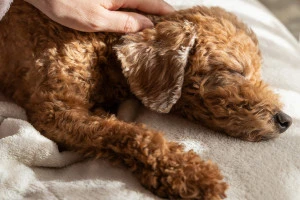 気持ちよさそうにベッドで眠る犬の写真