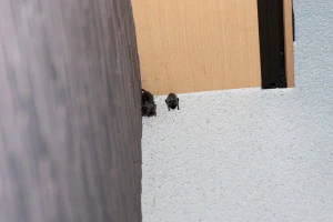 軒下のコウモリの写真