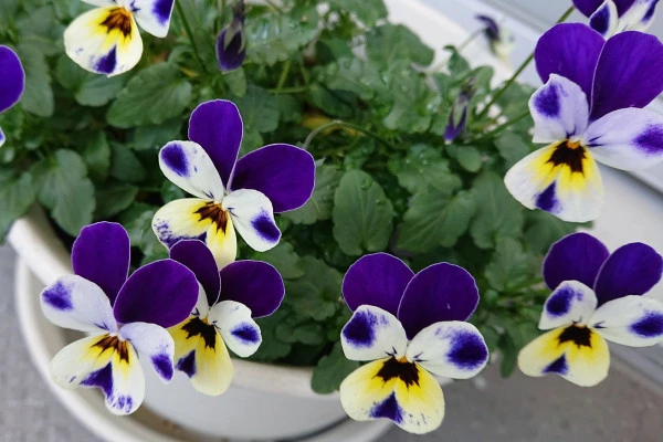 ベランダのビオラの花の写真