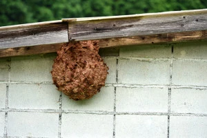 スズメバチの巣の写真