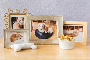 ペットの写真