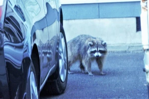 駐車場にいるアライグマの写真