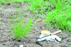 庭の雑草を生えなくする方法とは 具体的なやり方や業者の費用について Eparkくらしのレスキュー 庭の雑草を生えなくする方法とは 具体的なやり方や業者の費用について Eparkくらしのレスキュー