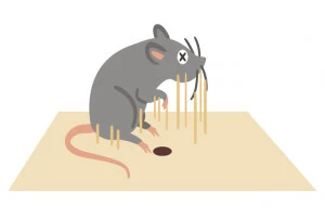 ネズミは冬眠する 主な被害や具体的な駆除方法について Eparkくらしのレスキュー ネズミは冬眠する 主な被害や具体的な駆除方法について Eparkくらしのレスキュー