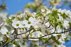 白いハナミズキの写真