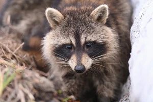 アライグマの写真