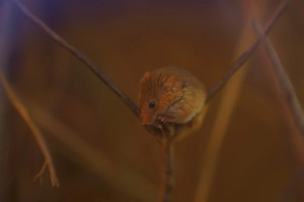 枝の上に登るカヤネズミ