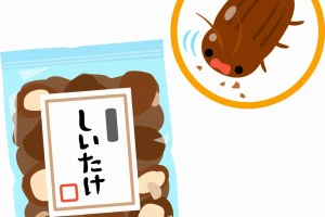乾物を食べるシバンムシのイラスト