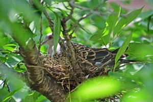 木の上の巣で子育てをするキジバトの写真