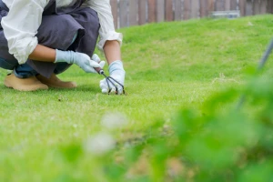 芝生のお手入れを行っている写真