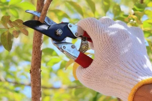 庭木の切り戻しをしている写真