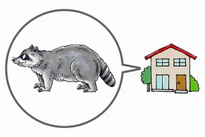 家に潜むアライグマのイラスト
