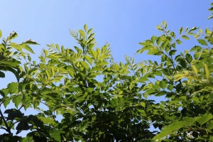 シンボルツリーと青空の写真